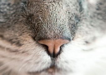 Learn to surf, island of Krk