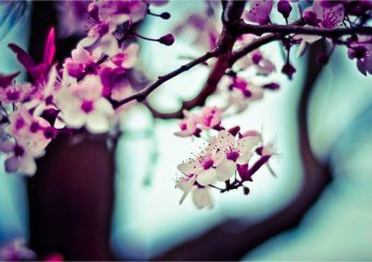 Non id vero molestias ut